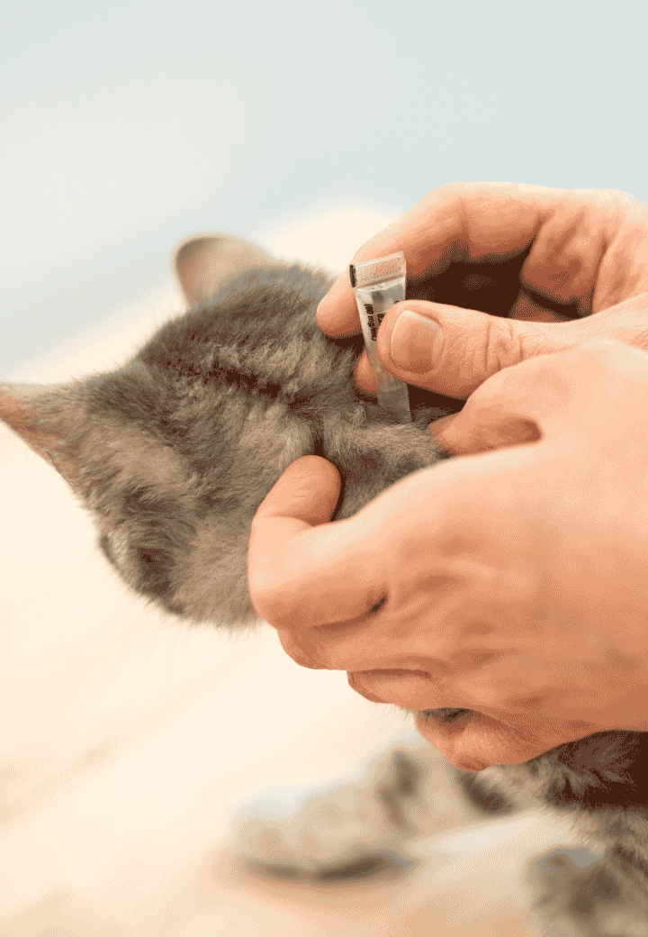 Flea and Tick Prevention Tips from a Veterinarian in St. Charles